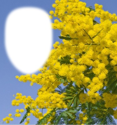Mimosa Fotomontagem