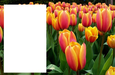 cadre fleur Photomontage