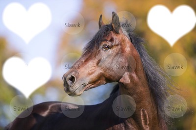 magnifique cheval Montage photo