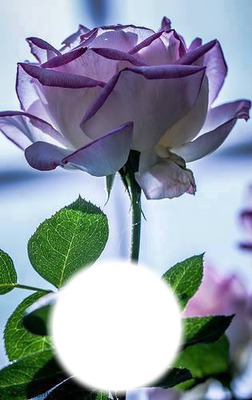 Rose translucide Photomontage