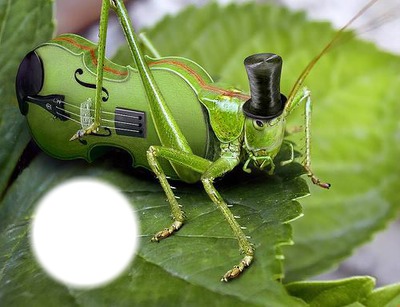 insecte Montaje fotografico