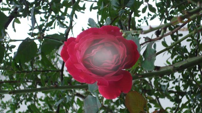 rose フォトモンタージュ