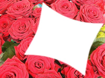 cadre fleur rose Fotomontagem