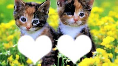 *Famille chatons* Photomontage