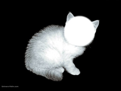 petit chat blanc Fotomontasje