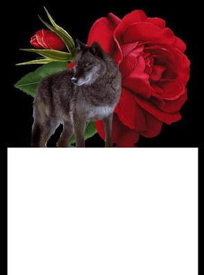 Loup et Rose Photomontage