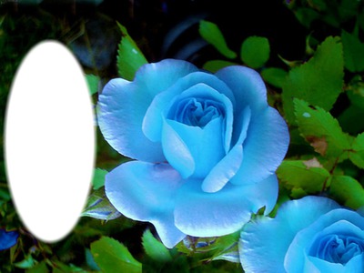 roses bleue Photo frame effect