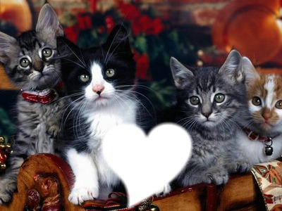 *Famille chatons* Photomontage