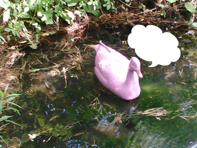 Canard rose 3 bulle Pink duck 3 Fotomontaggio