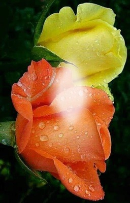 Dos rosas resaltan tu belleza Fotomontaža