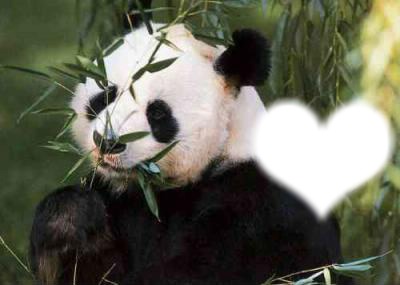 mon panda grincheux Fotomontaggio