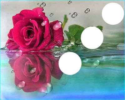rosa Fotomontasje