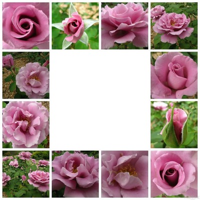 roses roses laly Montage photo