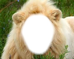 visage de lion Photomontage