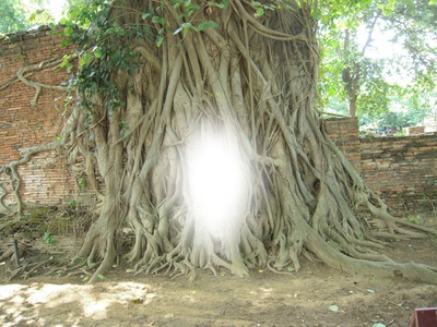arbre Fotomontasje