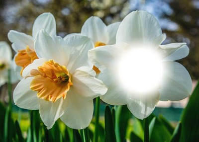 Daffodils Photo frame effect