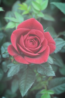 Rosa Roja Montaje fotografico
