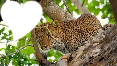 leopard Fotomontage