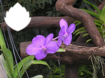 fleur orchidée mauve フォトモンタージュ