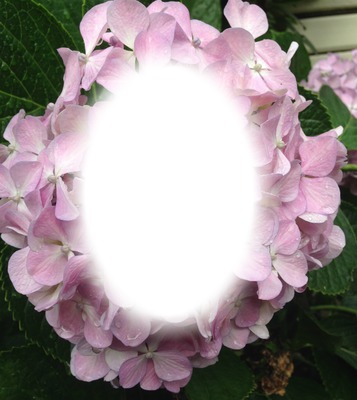 pink flower Photo frame effect