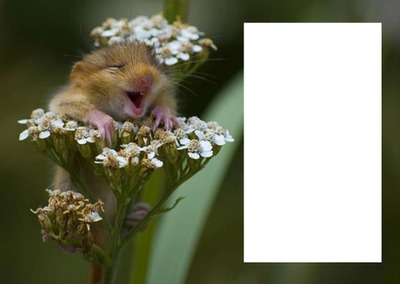 Sourire - animal heureux Photomontage