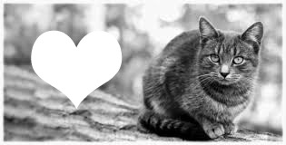 coeur chat Photo frame effect