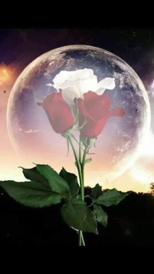 3 rosas en burbuja Montaje fotografico