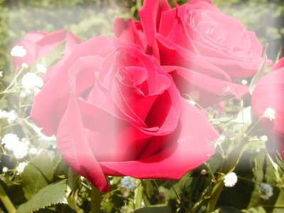 rosas vermelhas Fotomontāža