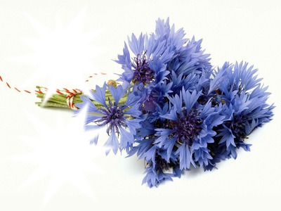 Trés fleurs bleue* Fotomontaż