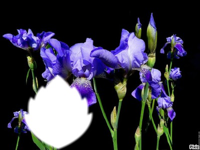 Trés fleurs bleue* Montage photo