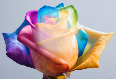 rainbow rose Fotomontaža