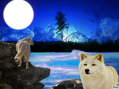 Loups & Lune Photomontage