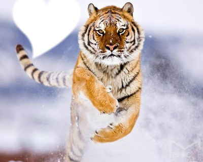 Tigre Photomontage