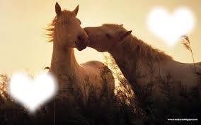 chevaux Montaje fotografico