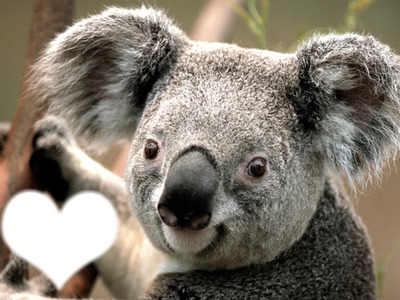 Koala Fotomontáž