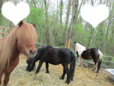 les chevaux Photo frame effect