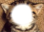 chat sans visage Montaje fotografico