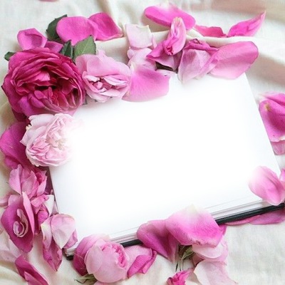 pink rose frame Fotomontaż
