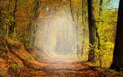 forêt automne Fotomontaż