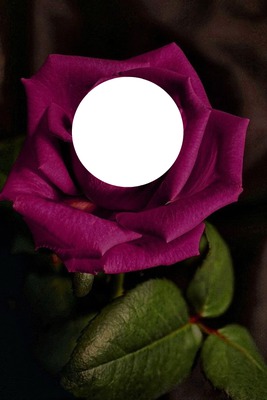 rosa elena Fotomontáž