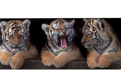 3 tigres 2 photos Photomontage