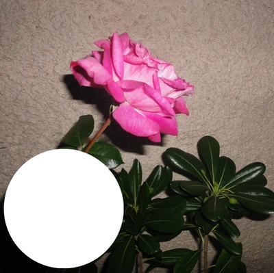 2014 07 24 Rosa Rose Fotomontáž