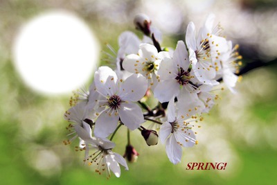 spring Фотомонтаж
