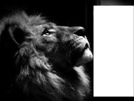 lion Fotomontáž