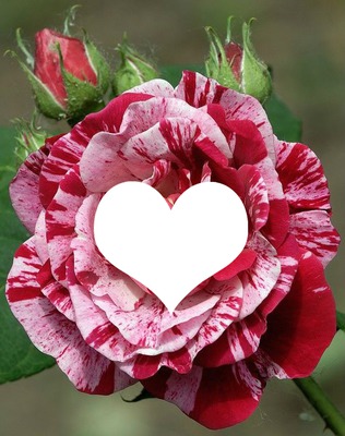 Rosa con corazon Montaje fotografico