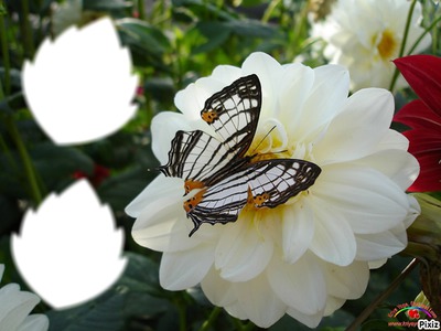 *Papillon* Montaje fotografico