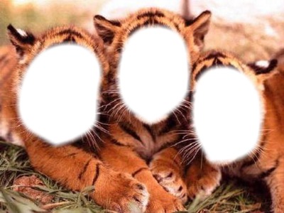 Grrrr!!!! Les 3 tigres Fotomontaż
