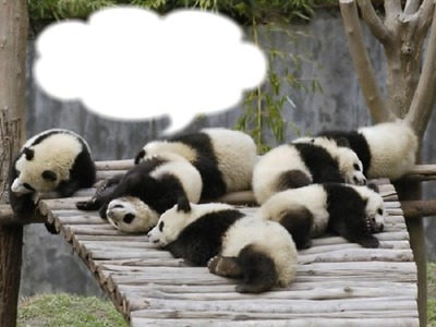 *Famille Pandas* Montage photo