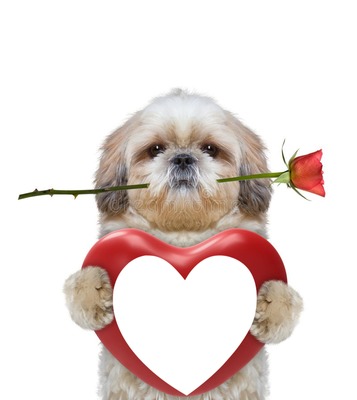 cane con rosa e cuore Fotómontázs