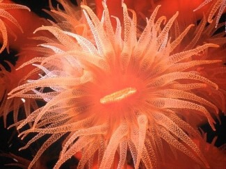 anemone Photomontage
